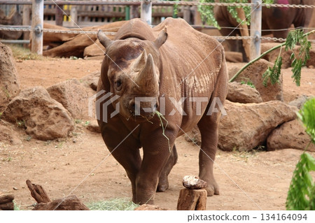 Rhinoceros at the Honolulu Zoo 134164094