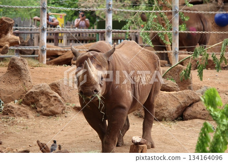 Rhinoceros at the Honolulu Zoo Rhinoceros at the Honolulu Zoo 134164096