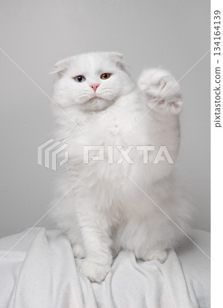playful white odd eyed scottish fold cat 134164139