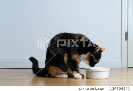 calico cat eating pet food from bowl on floor calico cat eating pet food from bowl on floor 134164141