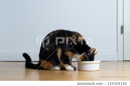 calico cat eating pet food from bowl on floor calico cat eating pet food from bowl on floor 134164142