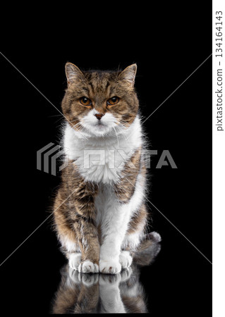 senior cat portrait on black background 134164143