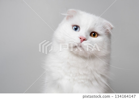 white odd eyed scottish fold cat portrait 134164147
