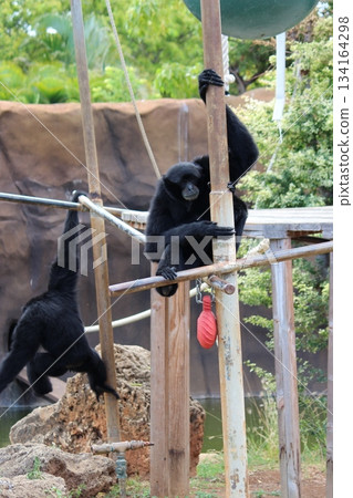 Gibbons at the Honolulu Zoo Gibbons at the Honolulu Zoo 134164298