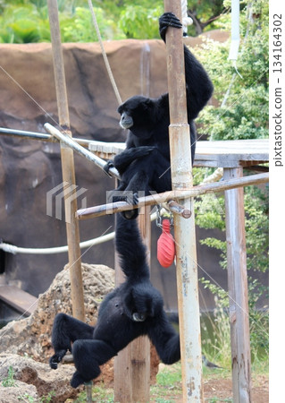 檀香山動物園的長臂猿 檀香山動物園的長臂猿 134164302