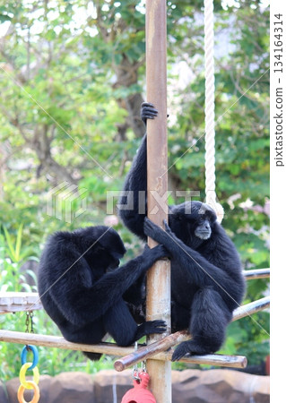 Gibbons at the Honolulu Zoo Gibbons at the Honolulu Zoo 134164314