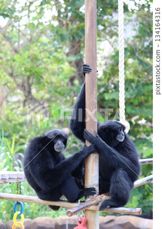檀香山動物園的長臂猿 134164316