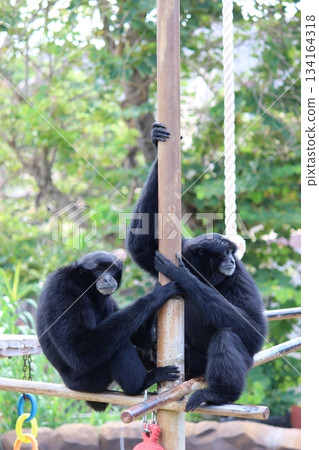 Gibbons at the Honolulu Zoo Gibbons at the Honolulu Zoo 134164318