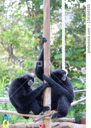 檀香山動物園的長臂猿 檀香山動物園的長臂猿 134164320