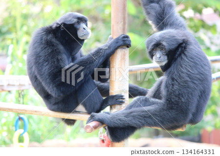 Gibbons at the Honolulu Zoo Gibbons at the Honolulu Zoo 134164331