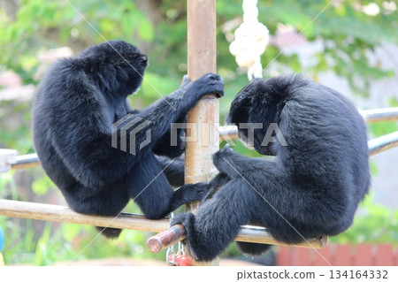 Gibbons at the Honolulu Zoo Gibbons at the Honolulu Zoo 134164332