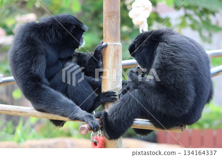 檀香山動物園的長臂猿 檀香山動物園的長臂猿 134164337