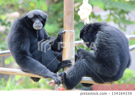Gibbons at the Honolulu Zoo 134164339
