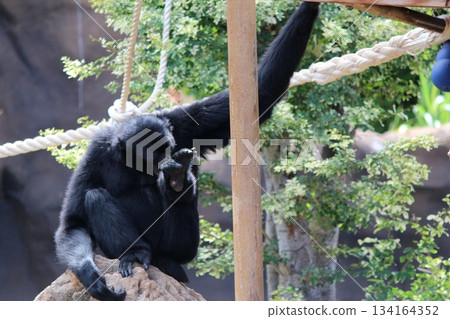 檀香山動物園的長臂猿 檀香山動物園的長臂猿 134164352