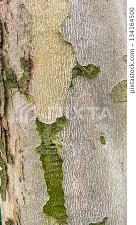 Close-up of smooth tree bark with rough patches of green moss a unique natural texture background pattern 134164500