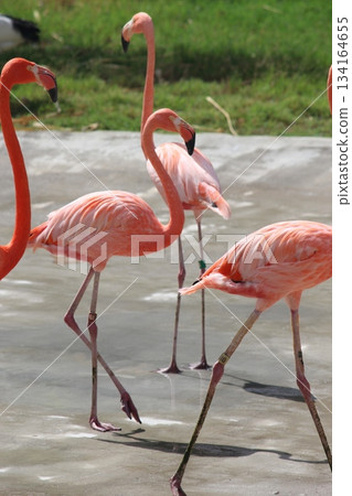 Flamingo at Honolulu Zoo Flamingo at Honolulu Zoo 134164655