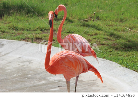Flamingo at Honolulu Zoo Flamingo at Honolulu Zoo 134164656