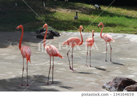 Flamingo at Honolulu Zoo Flamingo at Honolulu Zoo 134164659