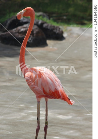 Flamingo at Honolulu Zoo 134164660