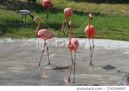 Flamingo at Honolulu Zoo 134164665