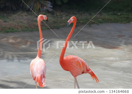 火烈鳥在檀香山動物園 134164668