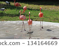 火烈鳥在檀香山動物園 134164669