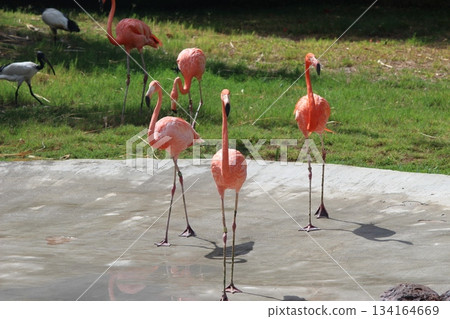 Flamingo at Honolulu Zoo 134164669