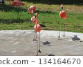 火烈鳥在檀香山動物園 134164670