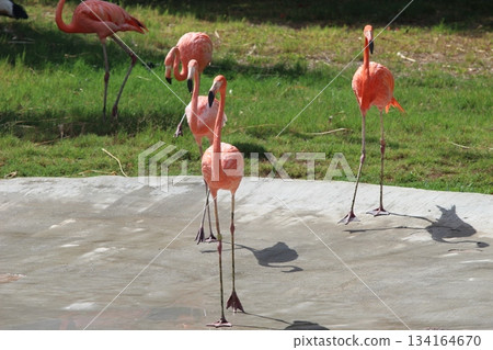 Flamingo at Honolulu Zoo 134164670