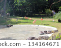 火烈鳥在檀香山動物園 134164671