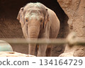 檀香山動物園的大象 134164729