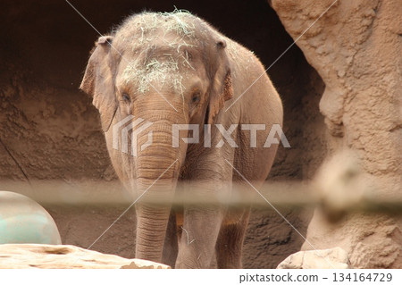 Elephants at the Honolulu Zoo 134164729