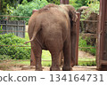 檀香山動物園的大象 134164731