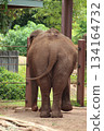 檀香山動物園的大象 134164732