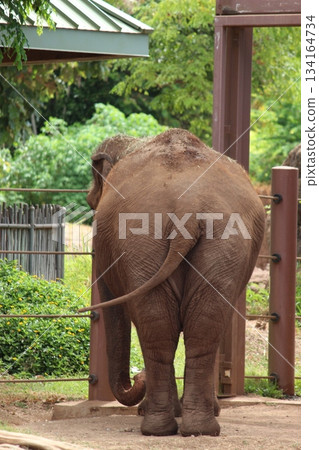 Elephants at the Honolulu Zoo 134164734