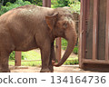 檀香山動物園的大象 134164736