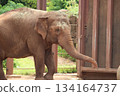 檀香山動物園的大象 134164737