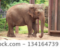 檀香山動物園的大象 134164739