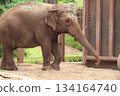 檀香山動物園的大象 134164740