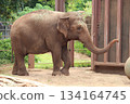 檀香山動物園的大象 134164745