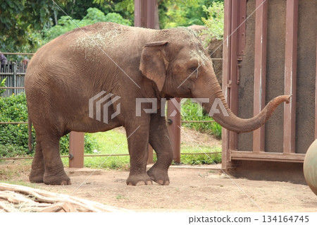 Elephants at the Honolulu Zoo Elephants at the Honolulu Zoo 134164745