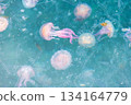 Beautiful jellyfish on the Spanish Costa Brava beach, in the Mediterranean Sea. Beautiful jellyfish on the Spanish Costa Brava beach, in the Mediterranean Sea. 134164779