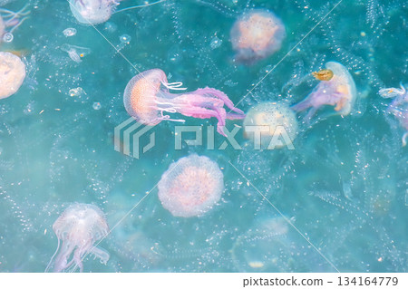 Beautiful jellyfish on the Spanish Costa Brava beach, in the Mediterranean Sea. 134164779