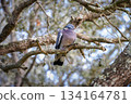 Common Wood Pigeon (Columba palumbus)) perched Common Wood Pigeon (Columba palumbus)) perched 134164781