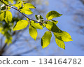 Beautiful, harmonious forest detail, with hornbeam leaves Beautiful, harmonious forest detail, with hornbeam leaves 134164782