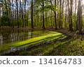 Green oak forest in spring time with a small lake Green oak forest in spring time with a small lake 134164783