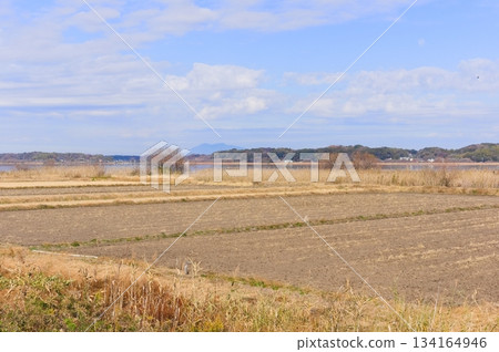 Around Ushiku Pond, Ryugasaki City, Ibaraki Prefecture December 2025 134164946