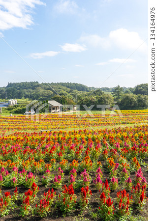 那須花世界的五彩雞冠花田 134164976