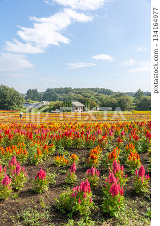 Colorful cockscomb fields at Nasu Flower World 134164977