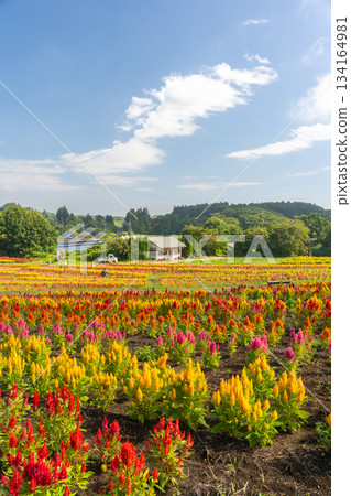 Colorful cockscomb fields at Nasu Flower World 134164981